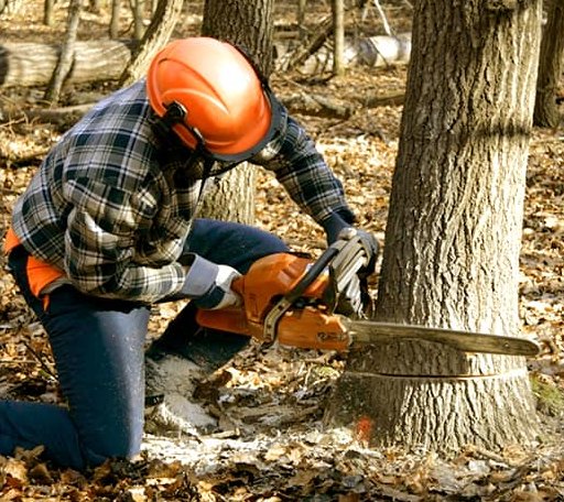 Tree Removal in Lissie, TX
